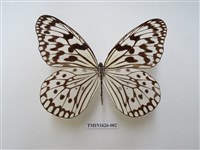 藏品(大白斑蝶)的圖片